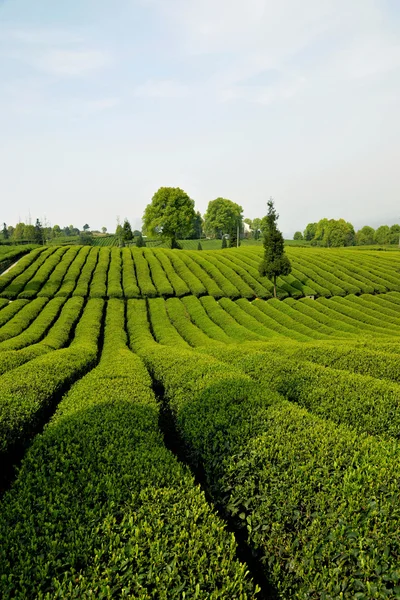 Acres de fragancia de brotes verdes —  Fotos de Stock