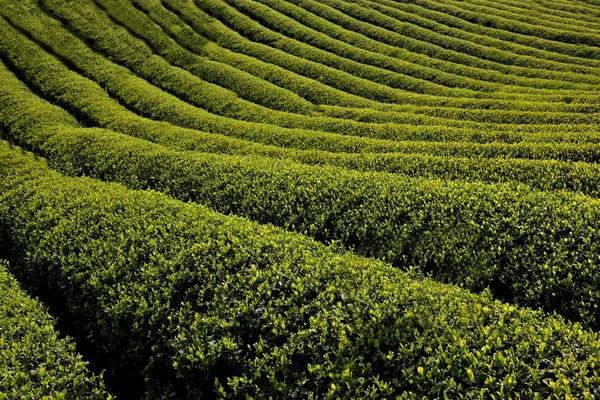 Hectare van groene scheuten geur — Stockfoto