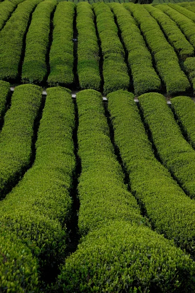 Akrů vůně zelené výhonky — Stock fotografie