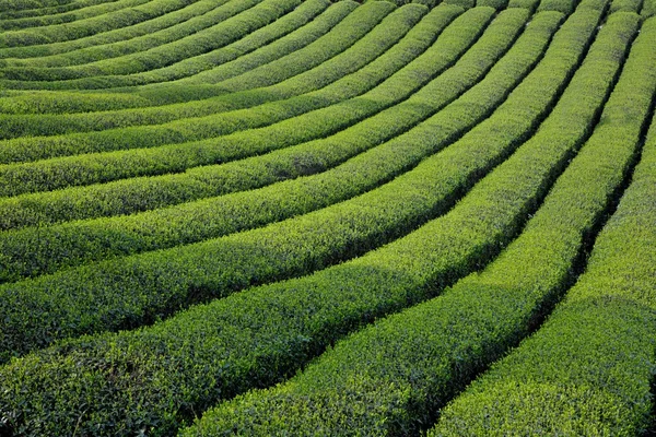 Hectare van groene scheuten geur — Stockfoto