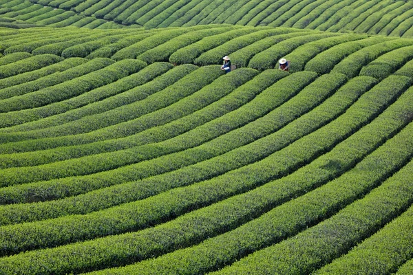 英亩的绿芽香 — 图库照片