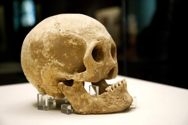 Qin Terracotta Warriors and Horses Museum in Xian Qin ancestors skull showing — Stock Photo, Image