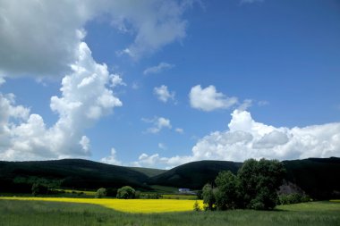 İç Moğolistan otlak keerqin kanola çiçek çiçeklenme