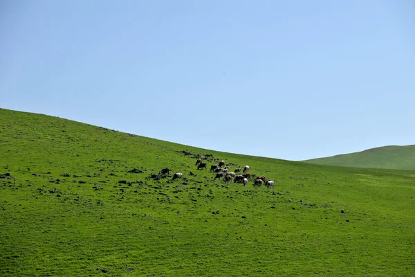 Pastizales interiores de Mongolia Rebaño de ganado Keerqin —  Fotos de Stock