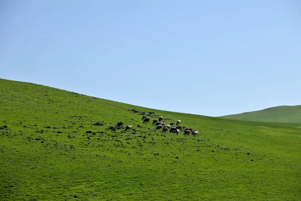 İç Moğolistan otlak keerqin sığır sürüsü — Stok fotoğraf