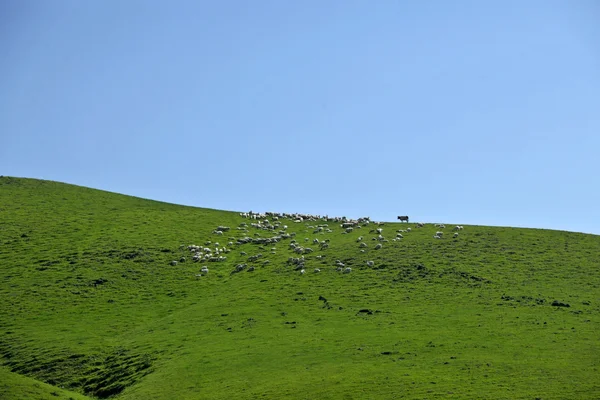 İç Moğolistan otlak keerqin sığır sürüsü — Stok fotoğraf