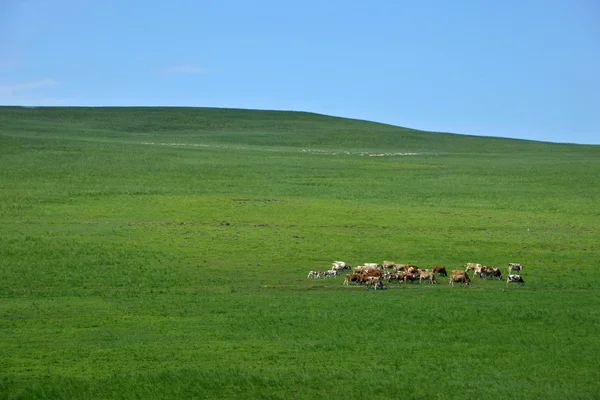 Terreno erboso della Mongolia interna mandria bovina Keerqin — Foto Stock