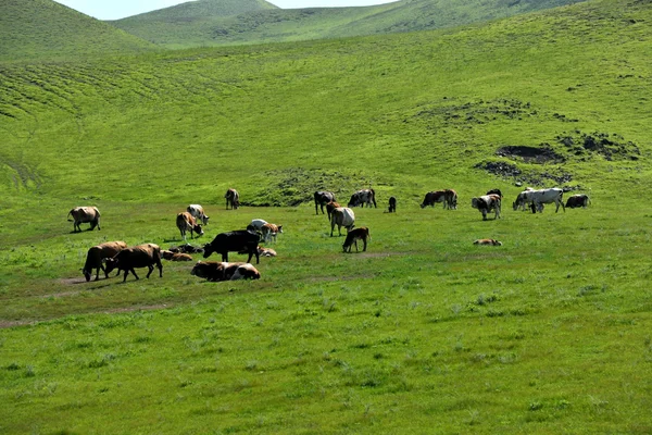 Stádo dobytka keerqin louky vnitřní Mongolsko — Stock fotografie