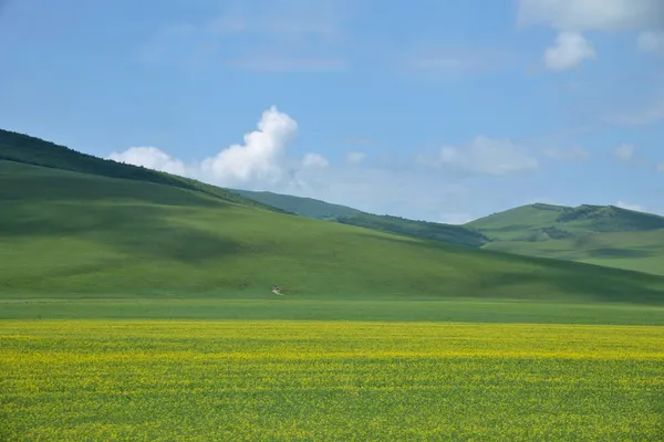 Pátios da Mongólia Interior Keerqin flor de canola florescendo — Fotografia de Stock