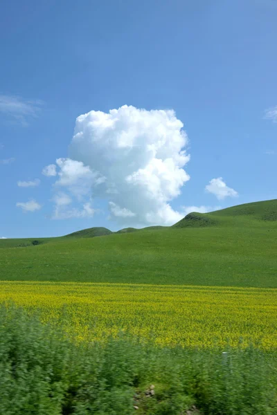 Inre Mongoliet Vall keerqin blommande raps blomma — Stockfoto