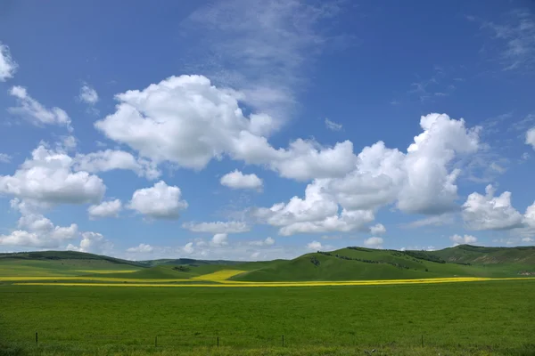 Vnitřní Mongolsko louky keerqin kvetoucí řepky květ — Stock fotografie