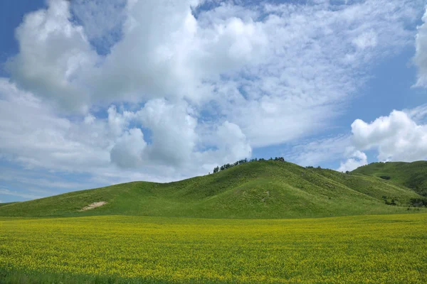 Vnitřní Mongolsko louky keerqin kvetoucí řepky květ — Stock fotografie