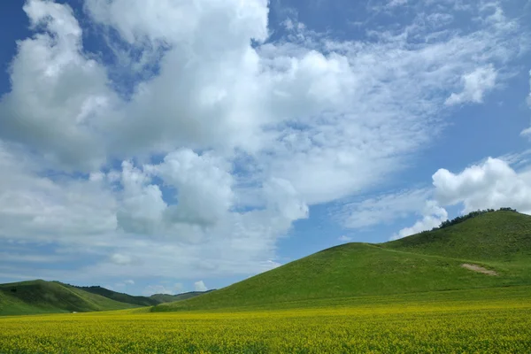 Pátios da Mongólia Interior Keerqin flor de canola florescendo — Fotografia de Stock