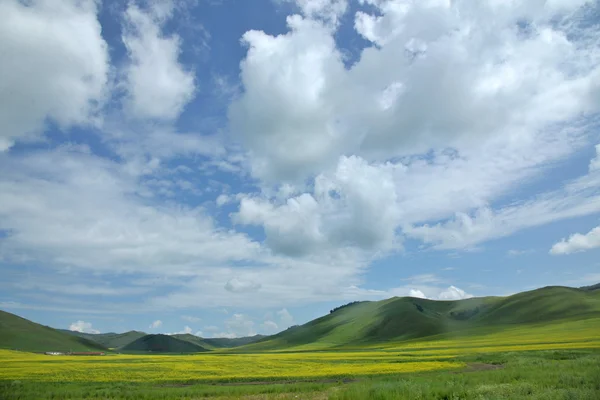 İç Moğolistan otlak keerqin kanola çiçek çiçeklenme — Stok fotoğraf
