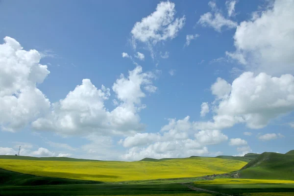 Inner Mongolia grassland Keerqin blooming canola flower — Stock Photo, Image