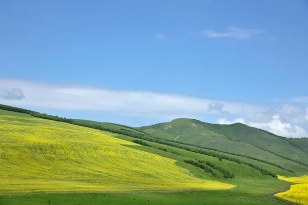 Vnitřní Mongolsko louky keerqin kvetoucí řepky květ — Stock fotografie