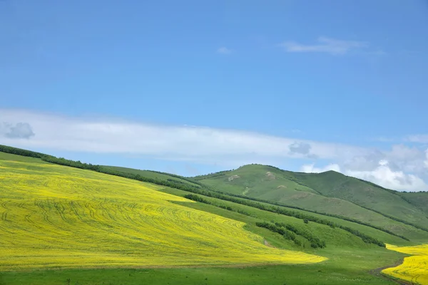 Pátios da Mongólia Interior Keerqin flor de canola florescendo — Fotografia de Stock