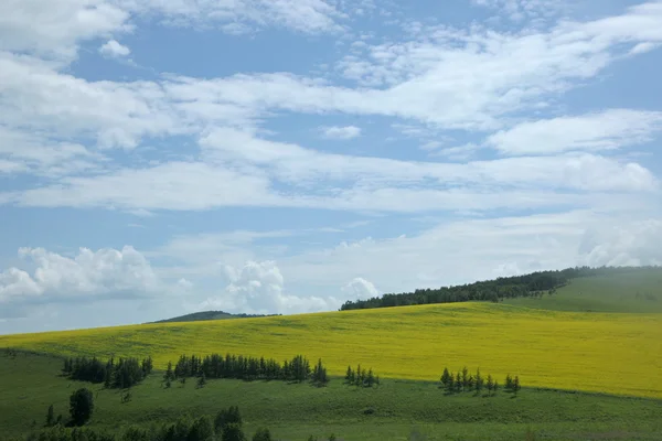 Mongolia wewnętrzna użytki zielone keerqin kwiat kwitnący rzepak — Zdjęcie stockowe