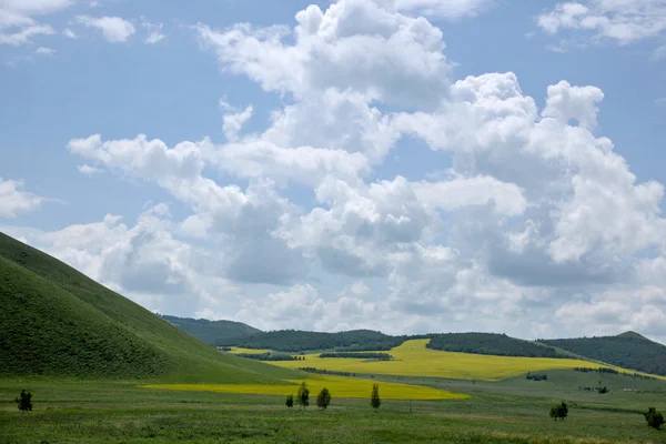 Inner Mongolia grassland Keerqin blooming canola flower — Stock Photo, Image