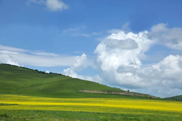 内蒙古草地ケルチン菜種花 — ストック写真