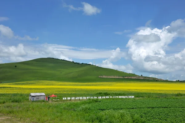 Mongolia wewnętrzna użytki zielone keerqin kwiat kwitnący rzepak — Zdjęcie stockowe