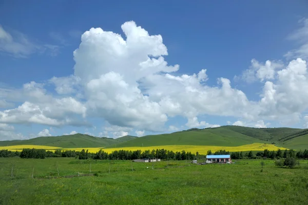 Inre Mongoliet Vall keerqin blommande raps blomma — Stockfoto