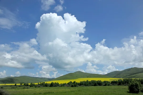 内蒙古草地ケルチン菜種花 — ストック写真