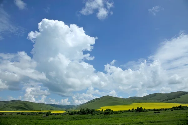 Vnitřní Mongolsko louky keerqin kvetoucí řepky květ — Stock fotografie