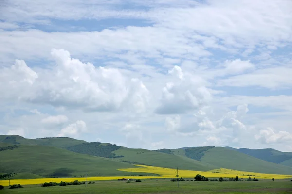 Mongolie intérieure prairie Keerqin floraison fleur de canola — Photo