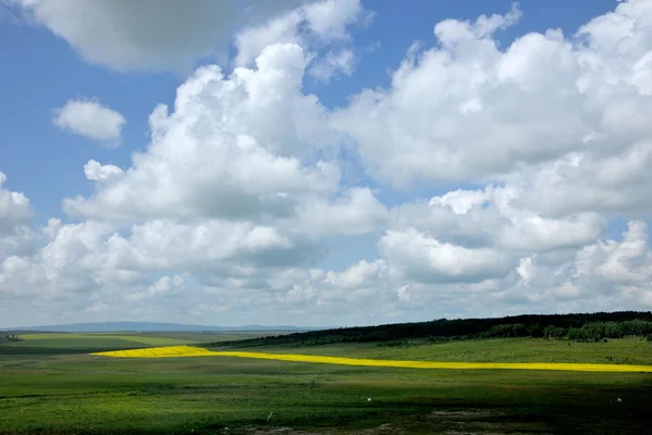 Pátios da Mongólia Interior Keerqin flor de canola florescendo — Fotografia de Stock