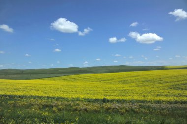 Aer hulunbeier prairie kanola çiçeği tam Bloom