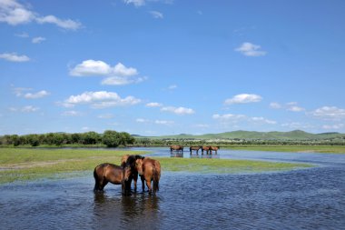 İç Moğolistan hulunbeier ewenki bayrak Yimin'e nehir gunma içme.
