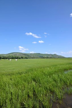 İç Moğolistan hulunbeier ewenki Yimin'e nehir prairie bayrak