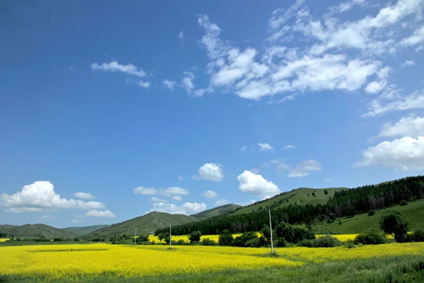 Aer hulunbeier prairie řepka květiny v plném květu — Stock fotografie