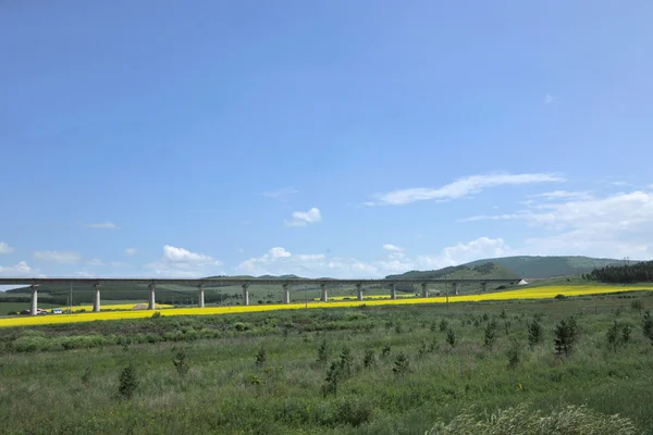 Aer Hulunbeier Prairie canola flower in full bloom — стоковое фото