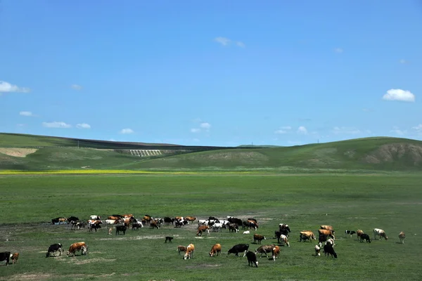 Na łąkach Mongolii wewnętrznej hulunbeier aer stad i stadach — Zdjęcie stockowe