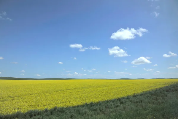 Aer Hulunbeier flor de canola pradera en plena floración —  Fotos de Stock