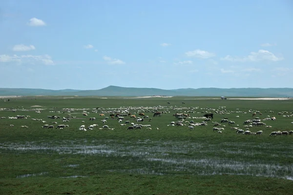 Inner Mongolia Hulunbeier Ewenki flag Yimin River flocks and herds — Stock Photo, Image