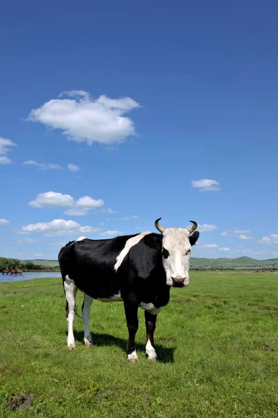 Binnen-Mongolië hulunbeier ewenki vlag yimin rivier kudde vee drinkwater — Stockfoto