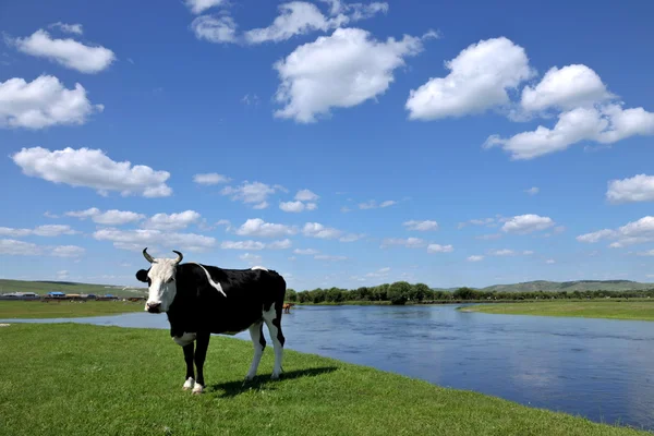 Mongolia Interna Hulunbeier Ewenki bandiera Yimin gregge di bovini acqua potabile — Foto Stock