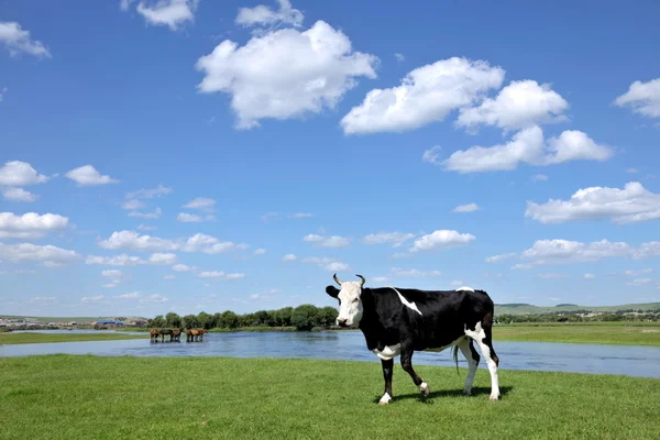 Binnen-Mongolië hulunbeier ewenki vlag yimin rivier kudde vee drinkwater — Stockfoto