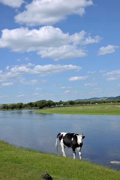 Inre Mongoliet hulunbeier ewenki flagga yimin river hjorden av nötkreatur dricksvatten — Stockfoto