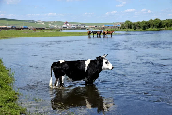 Vnitřní Mongolsko hulunbeier ewenki vlajka yimin řeka stádo dobytka pitné vody — Stock fotografie