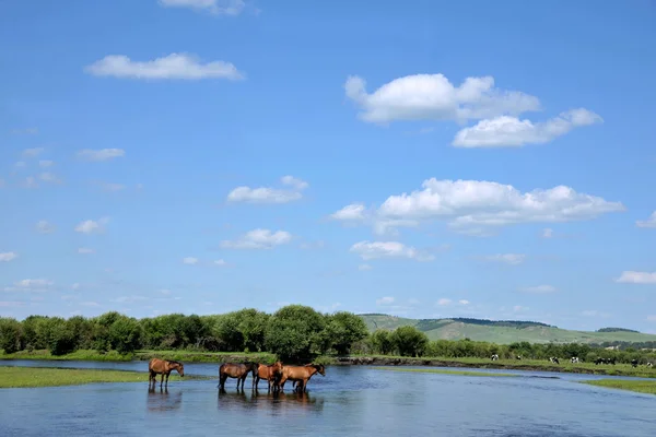 内蒙古自治区爾エヴァンキ フラグ義民川群馬飲む — ストック写真