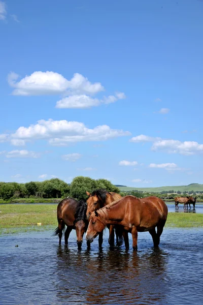 Binnen-Mongolië hulunbeier ewenki vlag yimin rivier gunma drinken — Stockfoto