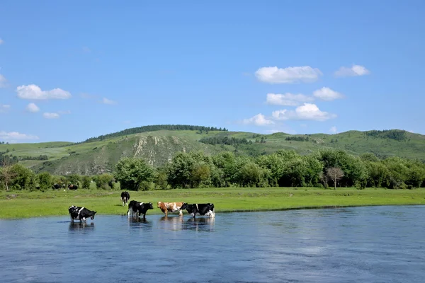 Innere Mongolei hulunbeier ewenki flag yimin River Herde von Rindern Trinkwasser — Stockfoto