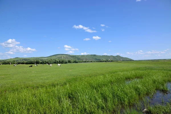 İç Moğolistan hulunbeier ewenki Yimin'e nehir prairie bayrak — Stok fotoğraf