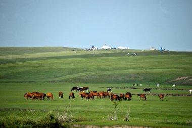 İç Moğolistan hulunbeier 