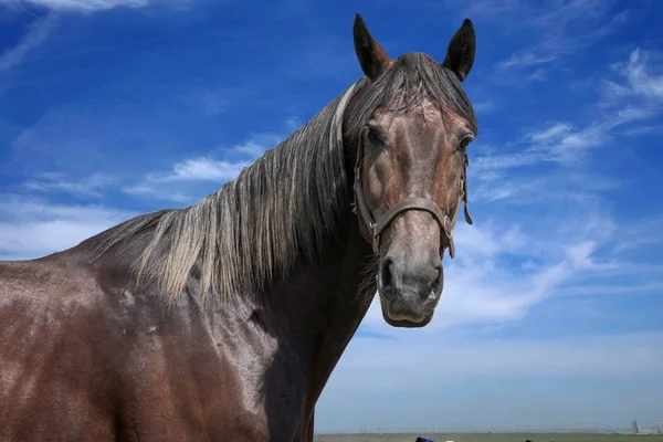 Внутрішня Монголія Hulunbeier grassland Chenbaerhuqi Naadam буде поле бігун — стокове фото