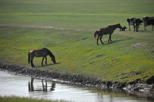 Mongolia Interna Hulunbeier "primo fiume mergel Qushui" della Cina, Orda d'Oro tribù mongole pascoli pecore, cavalli, bovini — Foto Stock